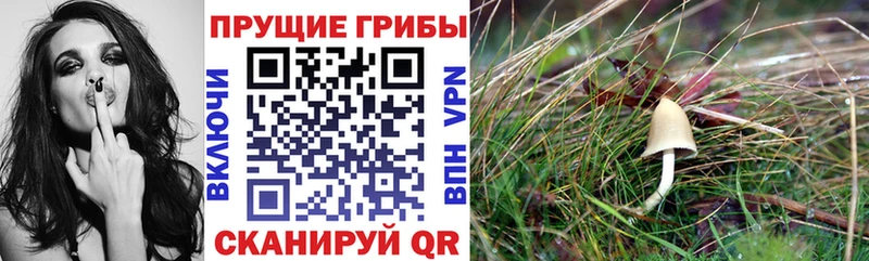 Галлюциногенные грибы Psilocybe  Добрянка 